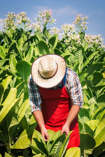 Agricultor en el campo del tabaco — Foto de Stock