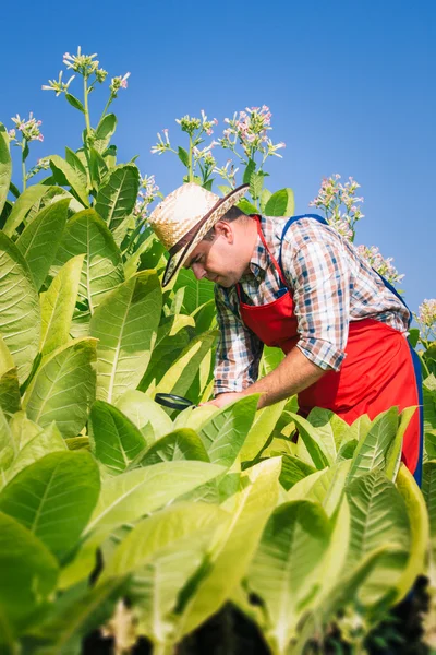 Agriculteur sur le champ de tabac — Photo