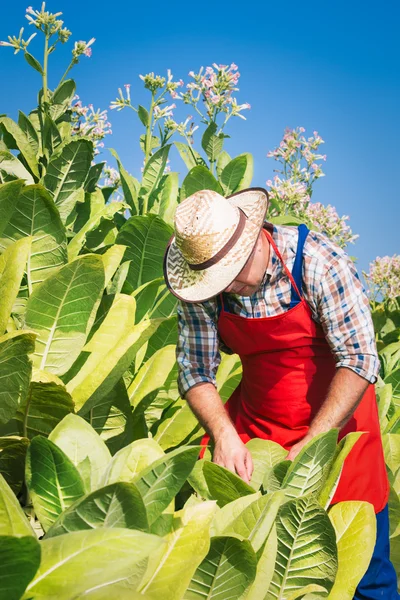 Farmer on the tobacco field — Stock Photo, Image