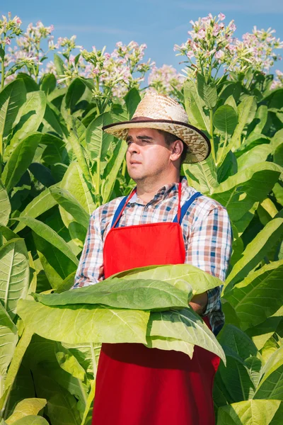 Agriculteur sur le champ de tabac — Photo