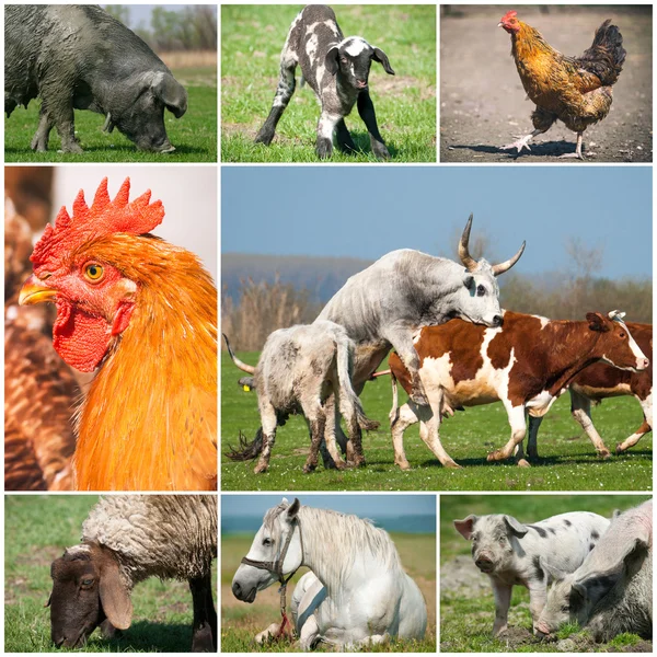Kolaż zwierząt gospodarskich — Zdjęcie stockowe