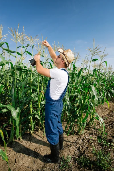 检查字段中的玉米植株的农夫 — 图库照片