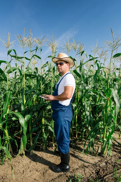 Farmer inspecting corn plant in field — Stock Photo, Image