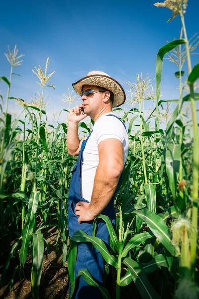 Farmer inspecting corn plant in field — Stock Photo, Image