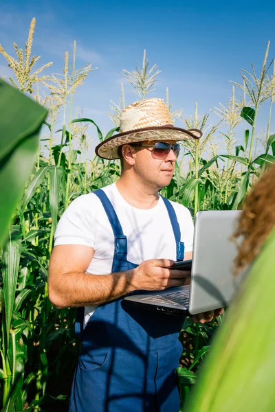 Landwirt inspiziert Maispflanze auf Feld — Stockfoto