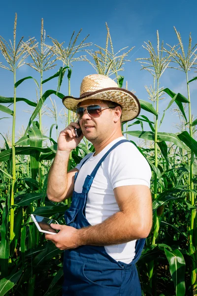 Landwirt inspiziert Maispflanze auf Feld — Stockfoto