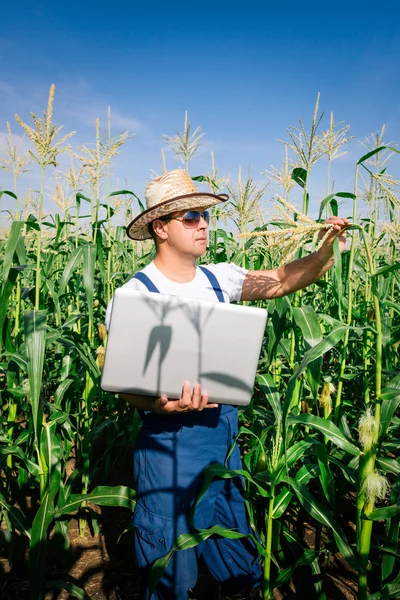Boer inspectie van maïs fabriek in veld — Stockfoto