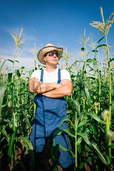 Landwirt inspiziert Maispflanze auf Feld — Stockfoto