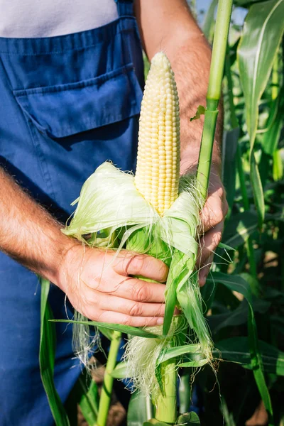 Rolnik inspekcji roślin kukurydzy w dziedzinie — Zdjęcie stockowe