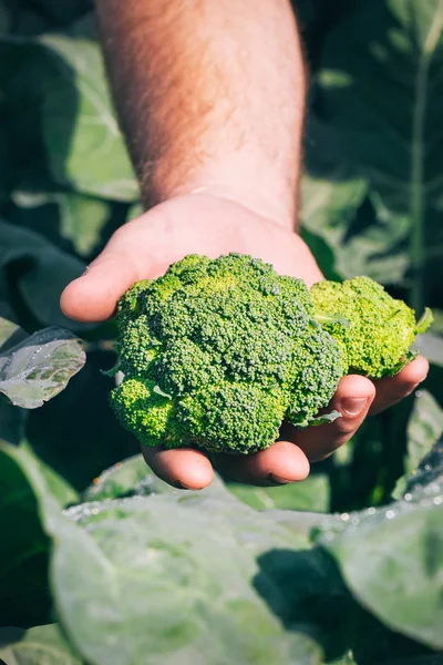 Frischer Brokkoli in Bauernhand — Stockfoto