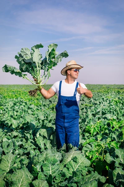 Bauer in der Brokkoli-Anlage — Stockfoto