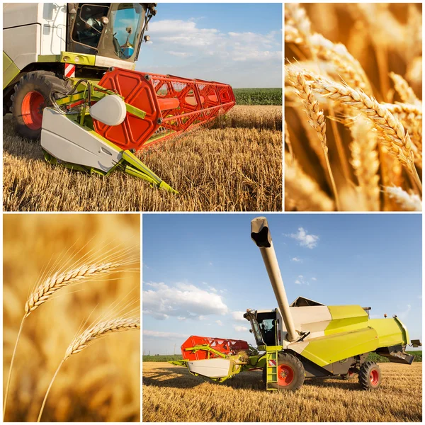 Colagem da colheita de trigo — Fotografia de Stock