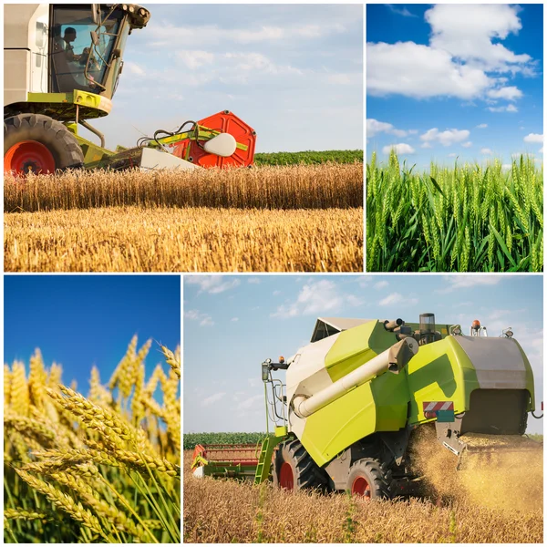 Collage raccolto grano — Foto Stock