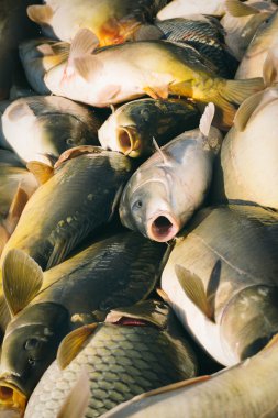 sazan balıkçılık