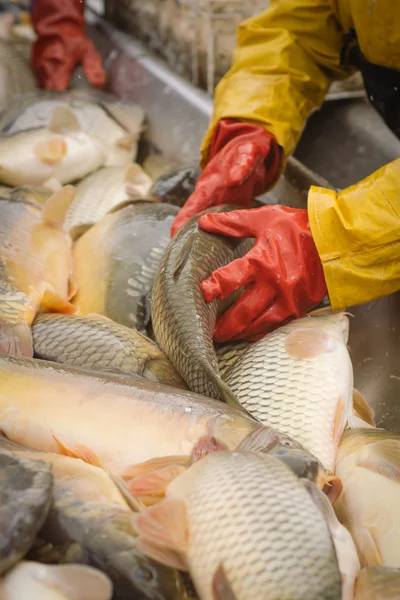 Pescador no trabalho — Fotografia de Stock