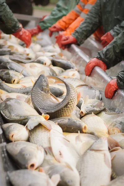 Pescatore al lavoro — Foto Stock
