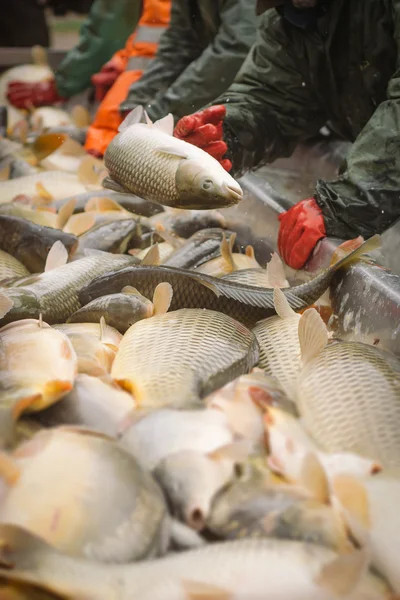 Pescador no trabalho — Fotografia de Stock