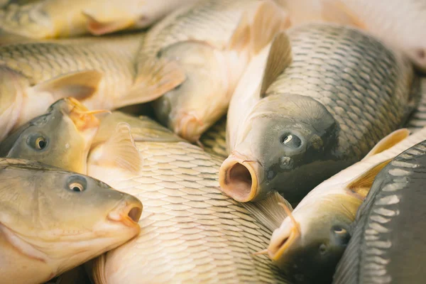 鯉釣り — ストック写真