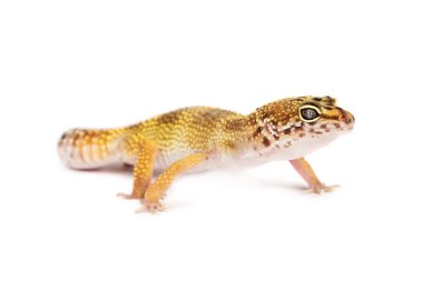 Beyaz arka plan üzerinde izole leopar gecko