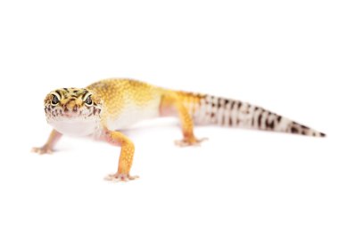 Beyaz arka plan üzerinde izole leopar gecko