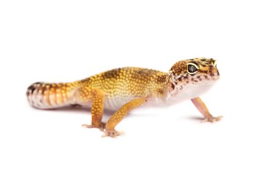Beyaz arka plan üzerinde izole leopar gecko