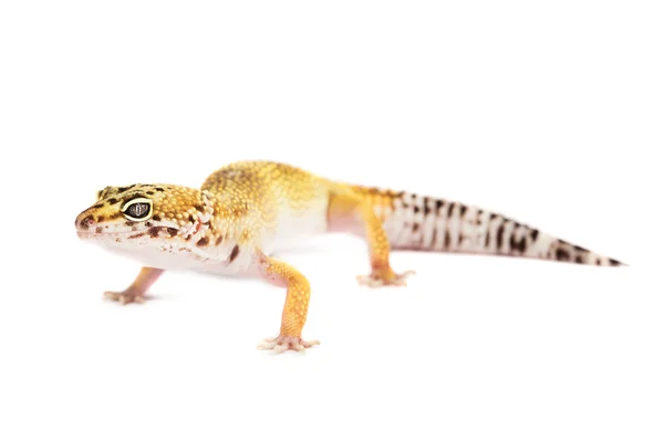 Gecko léopard isolé sur fond blanc — Photo