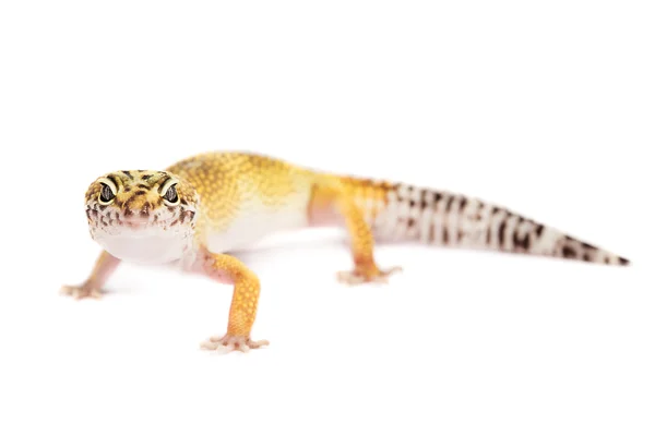 Gecko léopard isolé sur fond blanc — Photo