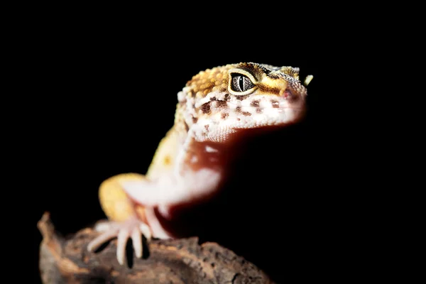 Leopard gecko — Stock Photo, Image