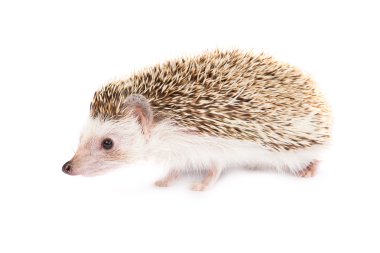 Hedgehog isolated clipart