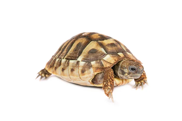 Schildpad geïsoleerd — Stockfoto