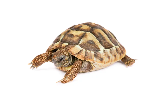 Черепаха ізольовані — стокове фото