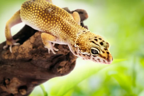 Gecko sitting on a branch — Stock Photo, Image