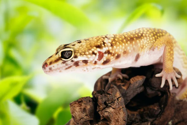 Gecko sitting on a branch — Stock Photo, Image