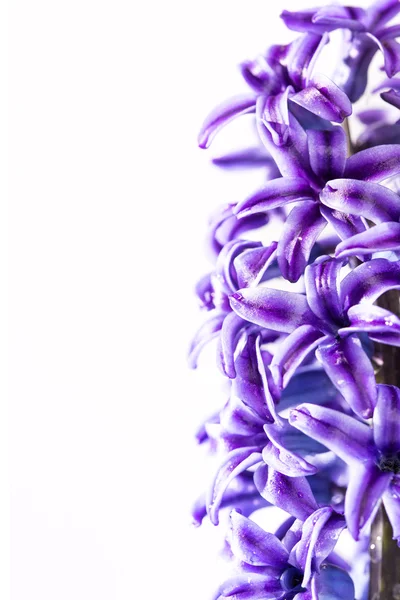 Hyacinth flower — Stock Photo, Image