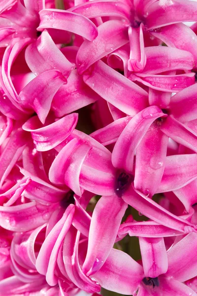 Hyacint bloem — Stockfoto