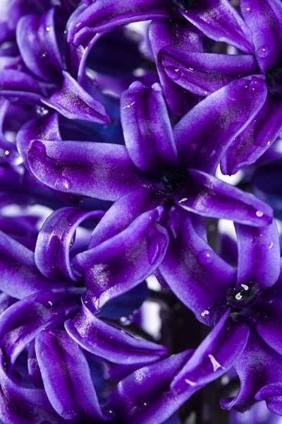 Hyacinth flower — Stock Photo, Image