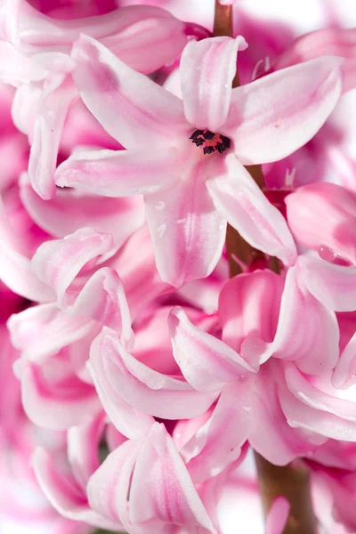 Flor de jacinto —  Fotos de Stock