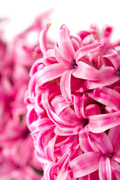 Hyacinth flower — Stock Photo, Image