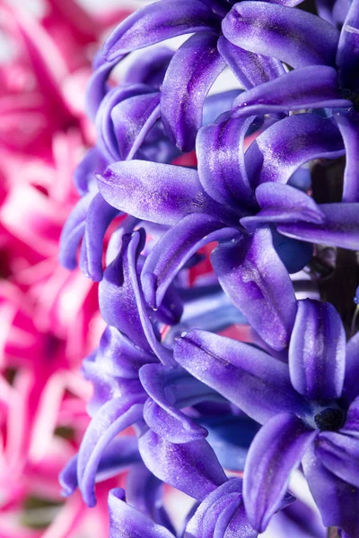 Fiore di giacinto — Foto Stock