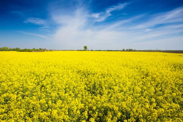 Rapeseed field — Stock Photo, Image