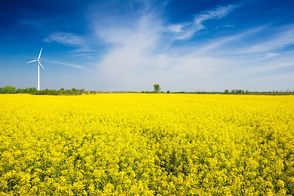 Campo de colza com bela nuvem — Fotografia de Stock