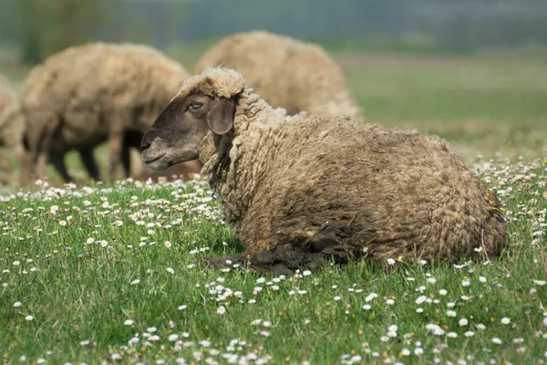Uma ovelha em um pasto de grama verde — Fotografia de Stock