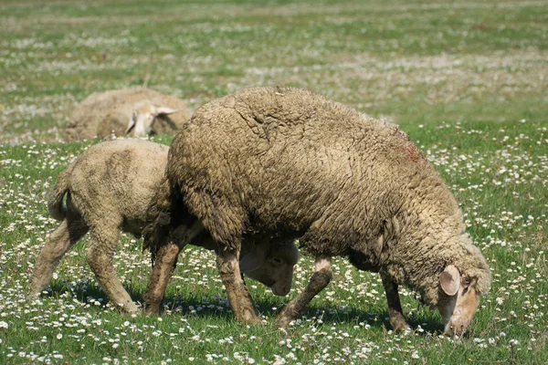 Ein Schaf auf einer Weide aus grünem Gras — Stockfoto