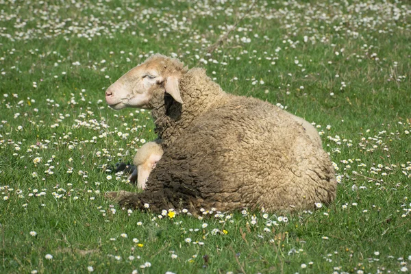 Ett får i en betesmark av grönt gräs — Stockfoto