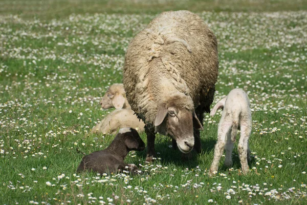 Uma ovelha em um pasto de grama verde — Fotografia de Stock