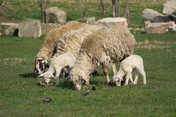 Un mouton dans un pâturage d'herbe verte — Photo