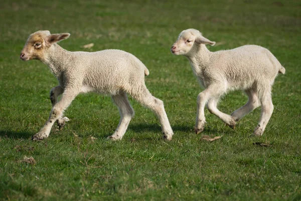 Ein Schaf auf einer Weide aus grünem Gras — Stockfoto