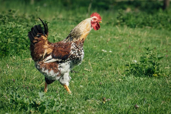 Hermoso gallo en el fondo de la naturaleza —  Fotos de Stock