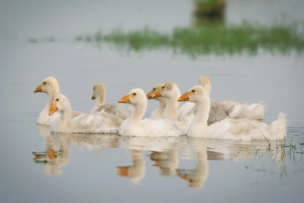 Gansos com bebés — Fotografia de Stock