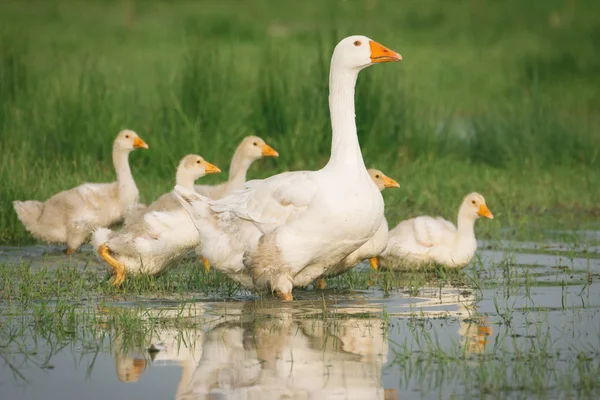 Ganzen met baby 's — Stockfoto